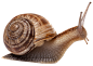 png动物鸟鱼生物免抠元素