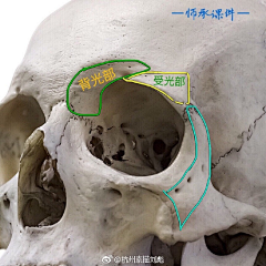 千里之行123采集到骨骼