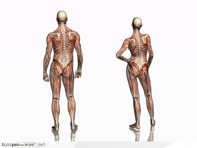 人体肌肉骨骼-肌肉骨骼透视图背面
