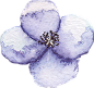 蓝白美丽花卉PNG免抠图
