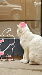 萌萌哒猫咪可爱配图
#猫咪##萌宠# #喵星人#