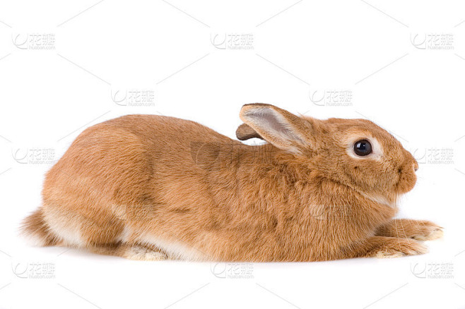 rabbit2