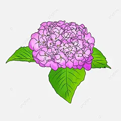 紫色的繡球花 綠色的葉子 繡球花插畫 漂亮的繡球花, 紫色的繡球花, 繡球花插畫, 紫色的繡球花插畫 PNG圖案素材
