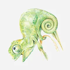 变色龙索手绘画片免抠素材_新图网 https://ixintu.com 手绘色彩画 爬行动物 绿色 蜥蜴