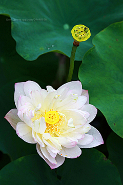 七月天微蓝采集到花花草草