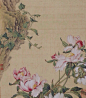 超清晰版本 郎世宁《花鸟图册》更多精彩内容敬请关注：#微信公众号  致中文化# #寻根文化太美# #花鸟#