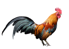 路峰JULY采集到动物png