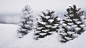 General 1920x1080 nature landscape winter snow cold monochrome pine cones depth of field closeup