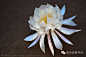 『发簪，美到让人无法呼吸』日本艺术家Sakae用他的神乎其技借来了自然造物的韵味。无论是桔梗、牡丹、樱花或者翩然起舞的蝴蝶，都是细节丰富、栩栩如生，薄琉璃般的材质发出着淡淡珠光，让这些花簪更显娇美。现在就一起来细细欣赏下吧！（31）@北坤人素材
