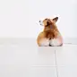 Geordi La Corgi (@lacorgi)的ins主页 · Tofo · Instagram网页版/好用的ins浏览器 (Lookins.me)