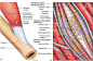 Spindle_fibers_muscle
http://ouopentextbooks.org/biol3103/chapter-10-muscles/