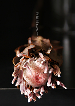 束繁里采集到束繁里·干花
