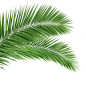 PNG绿色海报合成植物素材
