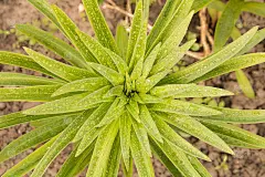 雨后后院的未开封的百合花。关闭了。