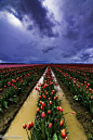 Tulips In Contrast by Chris Williams Exploration Photography