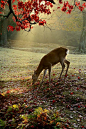 Sika Deer in morning light by myu-myu