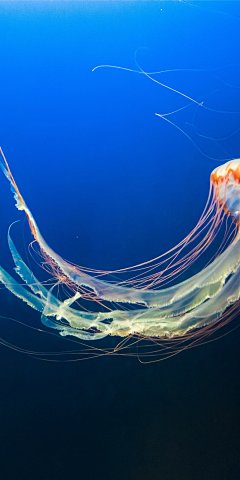 海底生物 - 全面屏18:9手机壁纸