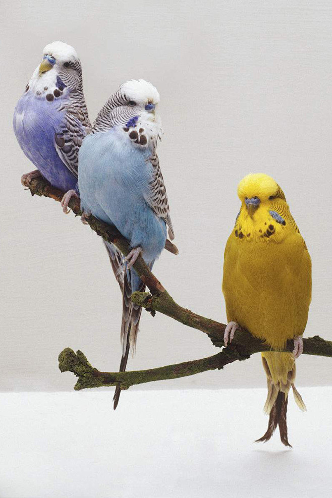 鹦形目鹦鹉科虎皮鹦鹉属虎皮鹦鹉群