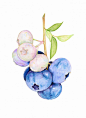 彩铅手绘蓝莓