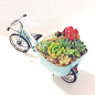 ∞  atsuko ☻ ∞ 在 Instagram 上发布：“*Making over!!!The planting of succulent bicycle♥︎**アイコンにしていた自転車の寄せ植え。強風に何度も倒され、カット苗がしっかり根付かず…泣ほぼメンバー入れ替えで、寄せ植えし直し☺︎♥︎”
多肉植物