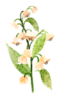 手绘春季春天绿植鲜花热带菊花花盆栽免抠_PNG：