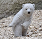 PsBattle: This standing baby polar bear : photoshopbattles