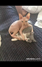 加拿大斯芬克斯无毛猫