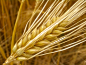 Hordeum_vulgare_f