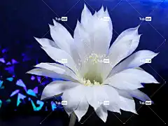 仙人掌 美丽的花朵 白色的 花壁纸 花卉背景 花 植物 灯