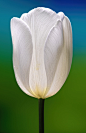 White Tulips 