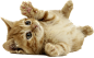 猫PNG免抠素材