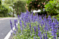 鼠尾草,蓝色,路边,自然,水平画幅,无人,户外,植物,2015年,园艺
