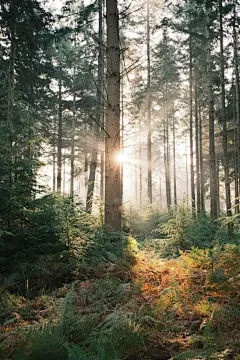 森林高清摄影素材