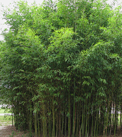 幽兰遇止水采集到植物