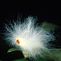 蚬蝶 (Calephelis sp.)幼虫