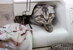 点击来源直接获取大图文件 |好奇的灰色小猫和一台缝纫机。