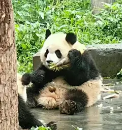 渝爱表情包_16_是鱼矮呀_来自小红书网页版
