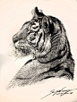 虎-狮鸢SONNY_动物,头像,素描_涂鸦王国插画