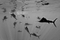 摄影：Reinhard Dirscherl
    大西洋中一群旗鱼正捕食西班牙沙丁鱼，照片由德国摄影师在墨西哥尤卡半岛海岸拍得。
    旗鱼能长到8英尺长（2.4米）。他们用长吻切开沙丁鱼群，把沙丁鱼赶到有日光的近水面，然后轻松捕食。