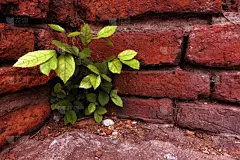 植物,角度,自然,水平画幅,绿色,墙,无人,砖墙,泰国,红色