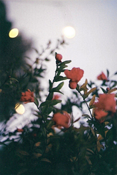 芒禾采集到【LOMO】