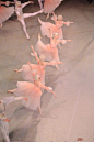 粉色芭蕾

Mark Olich ​​​​