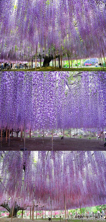日本足利紫藤园中最大的一棵紫藤树花开。