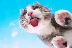 点击来源直接获取大图文件 |蓝色天空背景下粉色鼻子的搞笑猫咪底部视角正在舔看不见的玻璃。有趣的宠物或动物壁纸或明信片创意。猫咪爪子和粉黑枕头