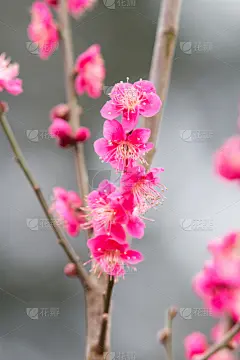 花头,春天,李子,垂直画幅,小的,无人,日本,户外,果园,大量物体