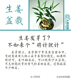 N-采集到多肉植物  n.