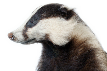 Badger PNG