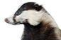 Badger PNG