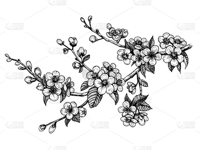 春天,绘画插图,花,枝,矢量,樱桃,樱之...