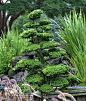 This Chamaecyparis obtusa 'Reis Dwarf'  is a very old specimen that has been pruned for over twenty years to create this amazing form.: 